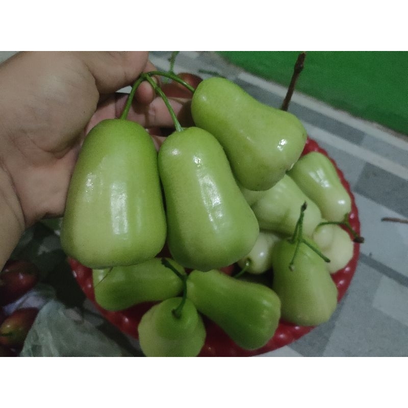 

buah jambu madu dely