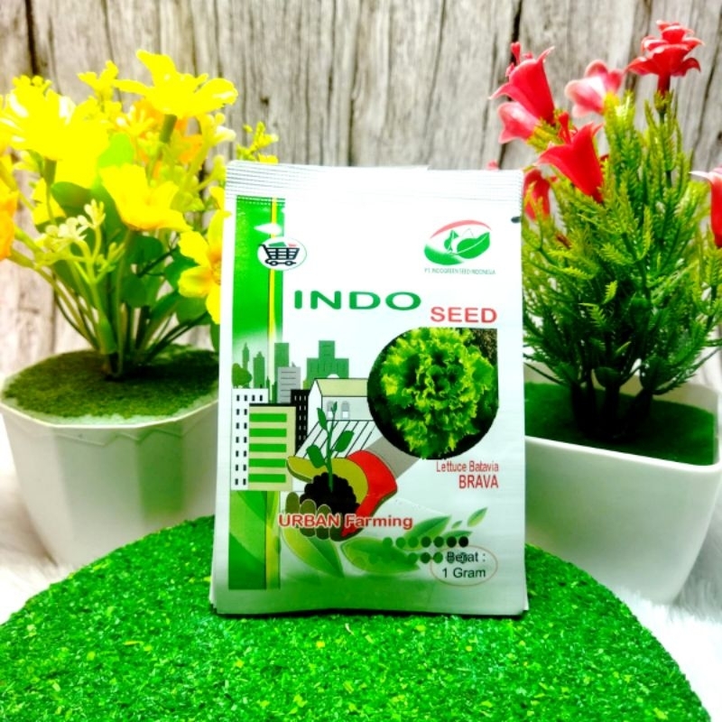 Benih Bibit Selada BRAVA Indo Seed Lettuce Batavia | Kemasan 1 Gram
