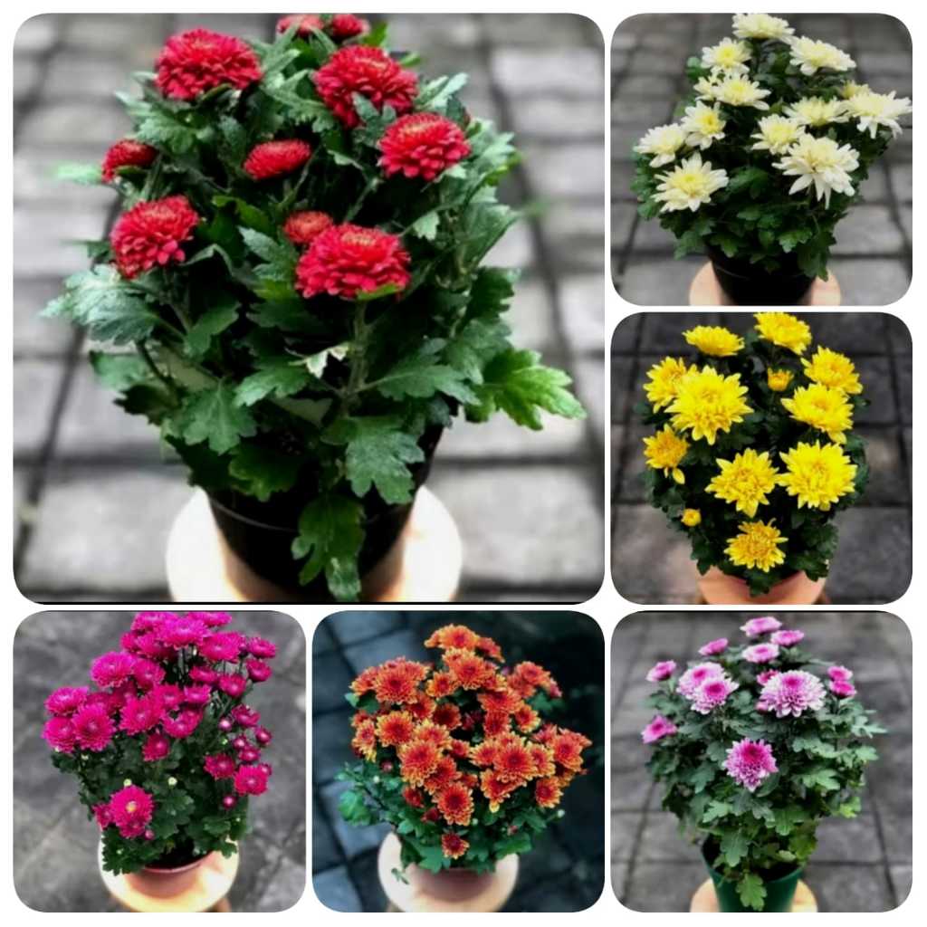 PAKET MURAH 6 BUNGA KRISAN ASTER 6 WARNA, TANAMAN HIAS HIDUP ASLI BERBUNGA CANTIK