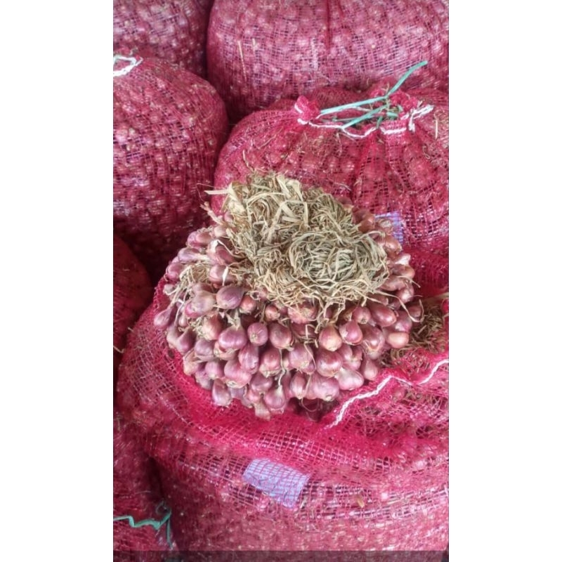 PAKET 10KG BIBIT BAWANG MERAH BREBES A1 BERSERTIFIKAT DINAS PERTANIAN JATENG PROMO 12-12