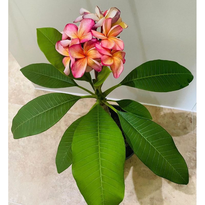 Plumeria Merah Kuning Putih Stek Batang | Bunga Kamboja Bali Merah Tiga Warna