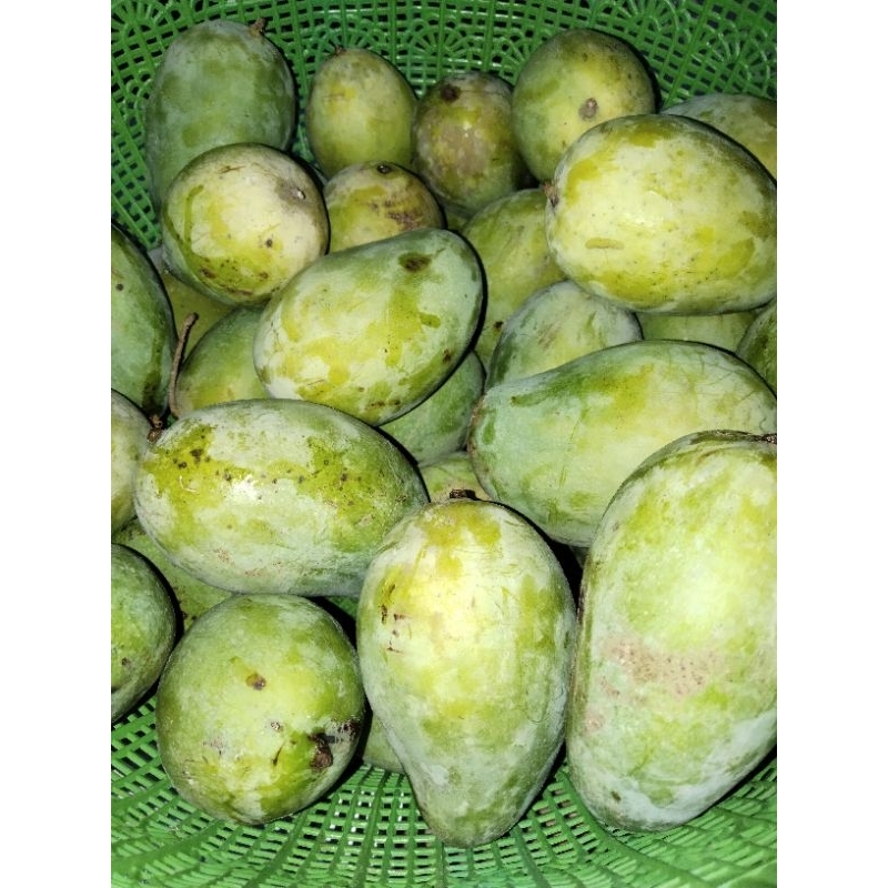 

20 kg mangga gadung super besar.