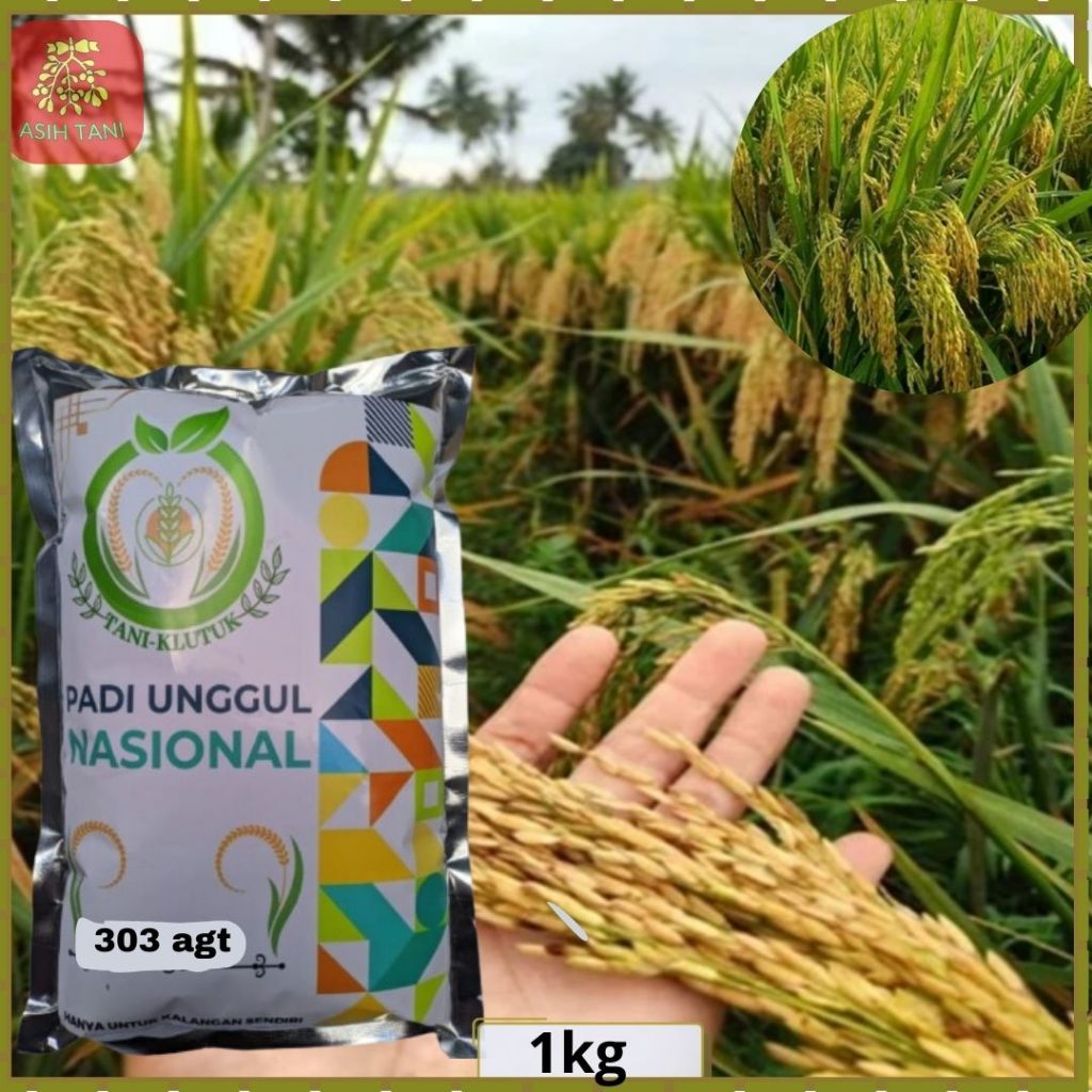 Benih Padi 303 AGT BIbit Padi 303 agt 1kg