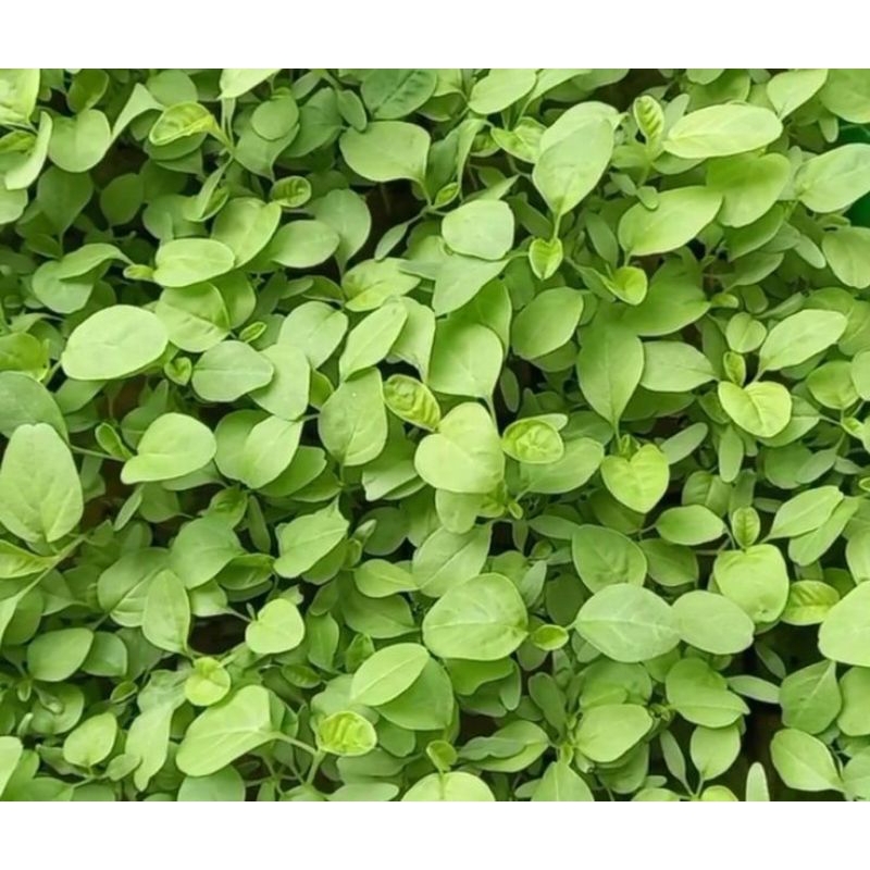 Benih Bayam hijau  ±5000biji