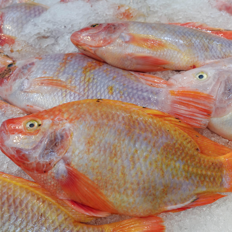 

Ikan Nila Segar 1kg - Segar, Bergizi, dan Siap Dimasak!
