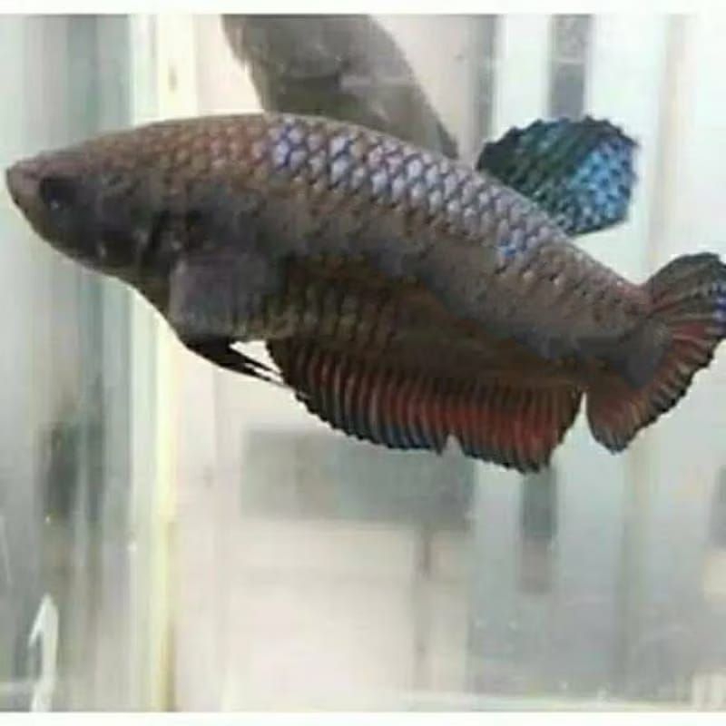 Ikan Cupang Aduan Fighter Betina Import New Sakai Original Indukan Siap Kawin