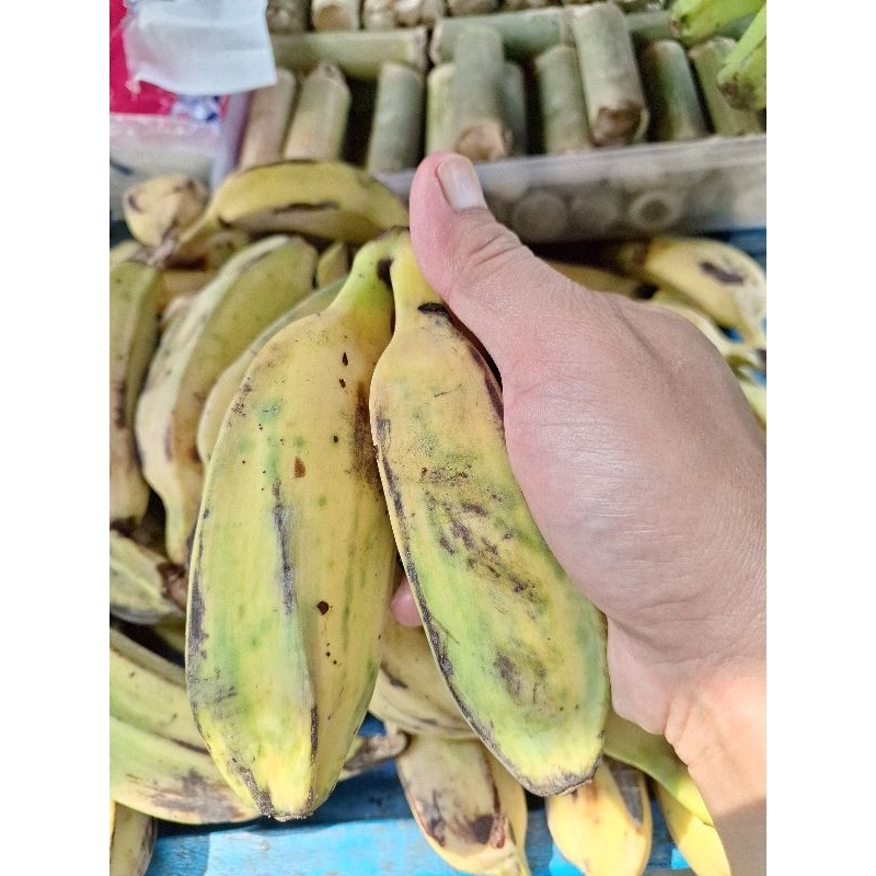 

PISANG KEPOK PUTIH SUPER UNTUK PAKAN BURUNG ISI 2 PCS