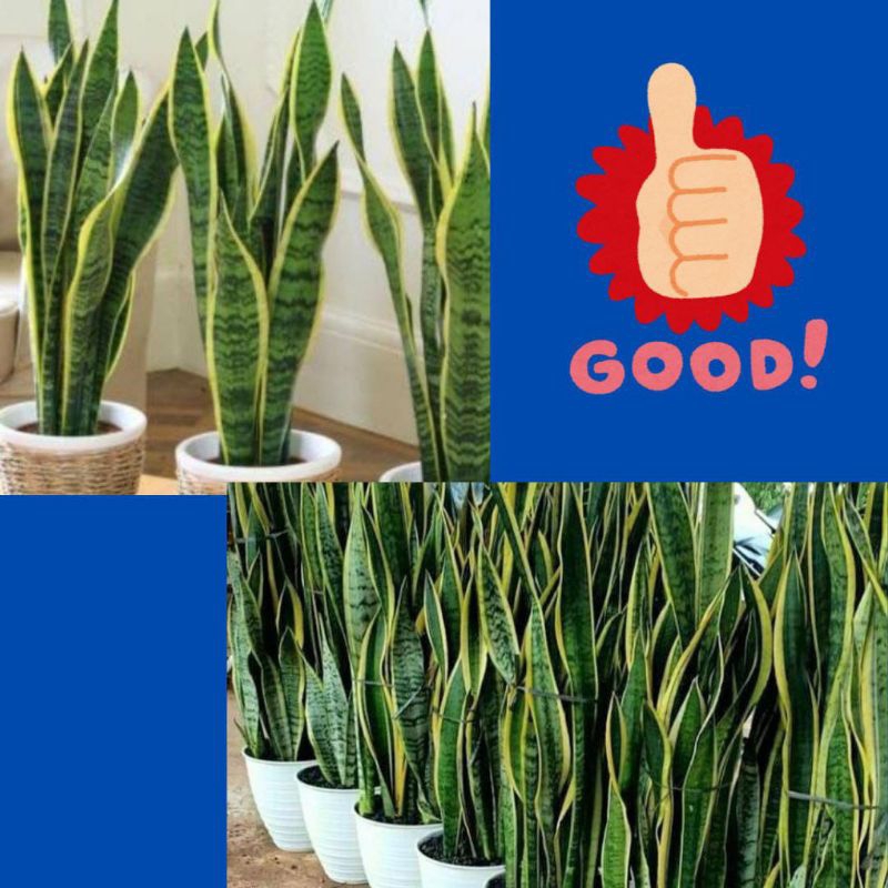 Benih Lidah Mertua, Bunga Lidah Mertua Mini, Bunga Lidah Mertua Mini Hidup