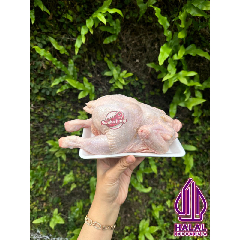 

AYAM BROILER KARKAS/EKOR 0,9 - 0,8