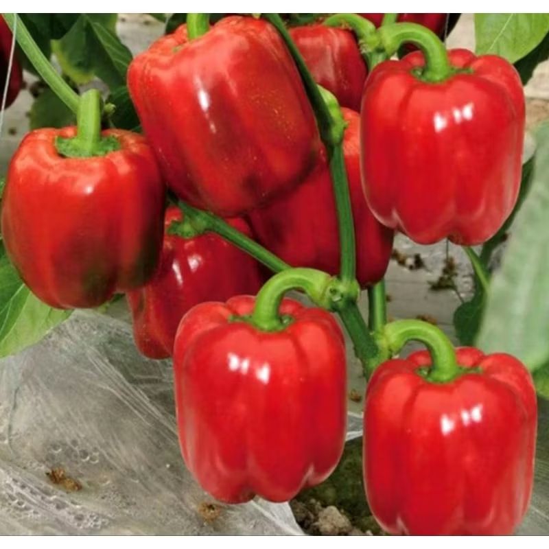 

Paprika merah Red star 10 biji kemasan Reapek.