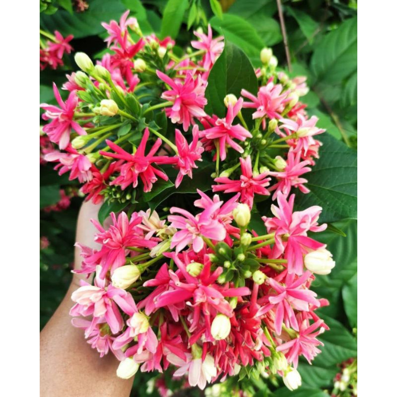 BELI 2 BONUS 1 | bibit melati belanda tumpuk | kondisi rimbunan | tanaman melati belanda tumpuk | bi