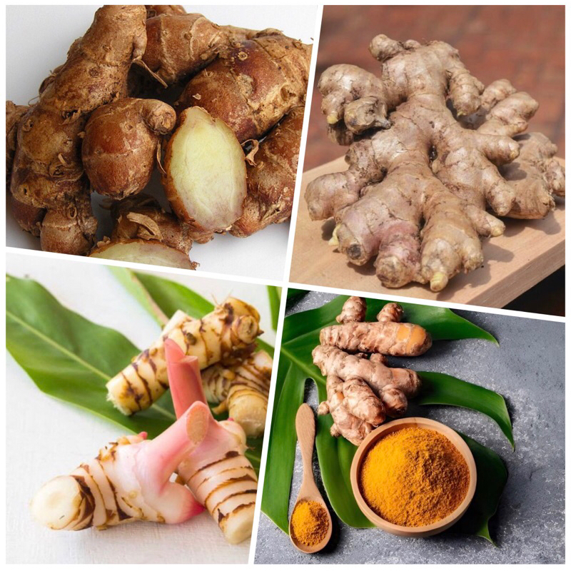 

Lengkoas / Laos / Jahe / Kunyit /Kencur
