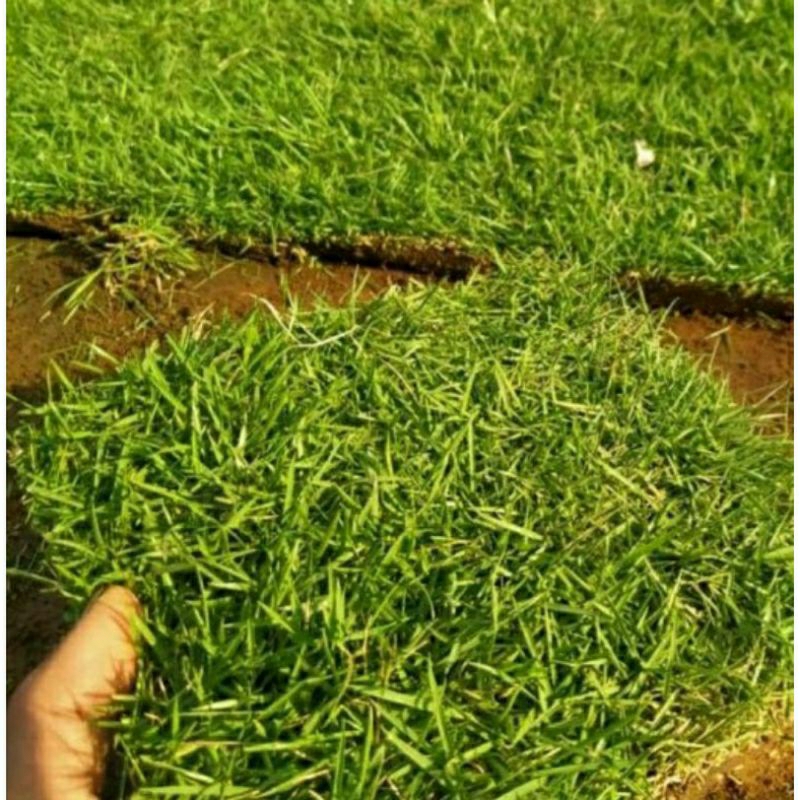 paket 8 lembar rumput jepang untuk makam