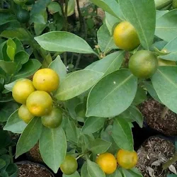 Bibit Jeruk Es - Jeruk Kasturi / Jeruk KIP BERBUAH LEBAT