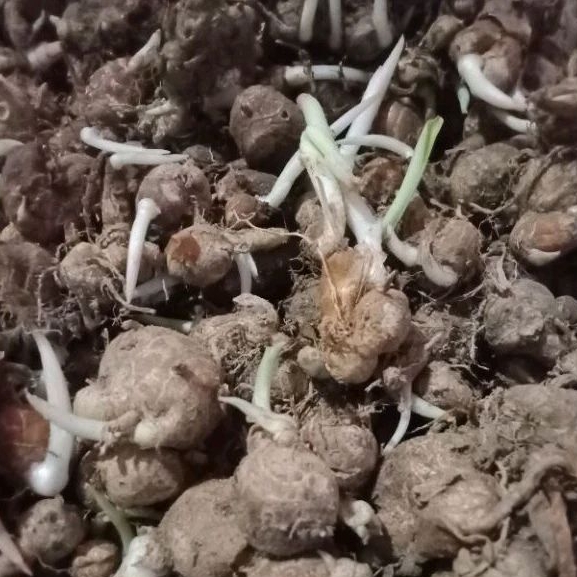 

BIBIT KENCUR JAWA BERTUNAS (250GRAM)