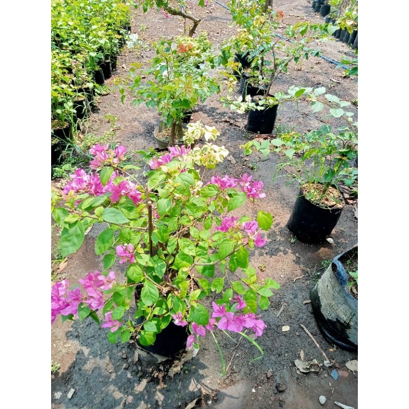 Bougenville 3warna