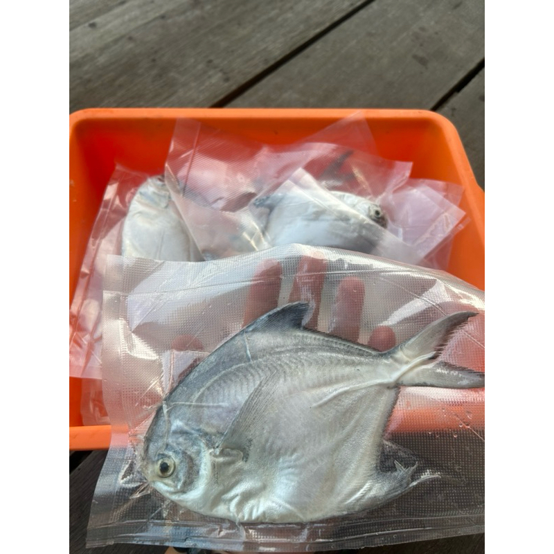 

[TERMURAH!] BAWAL PUTIH