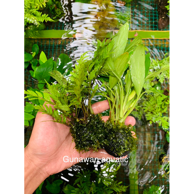 pakis anubias sp media wabikusa full moss
