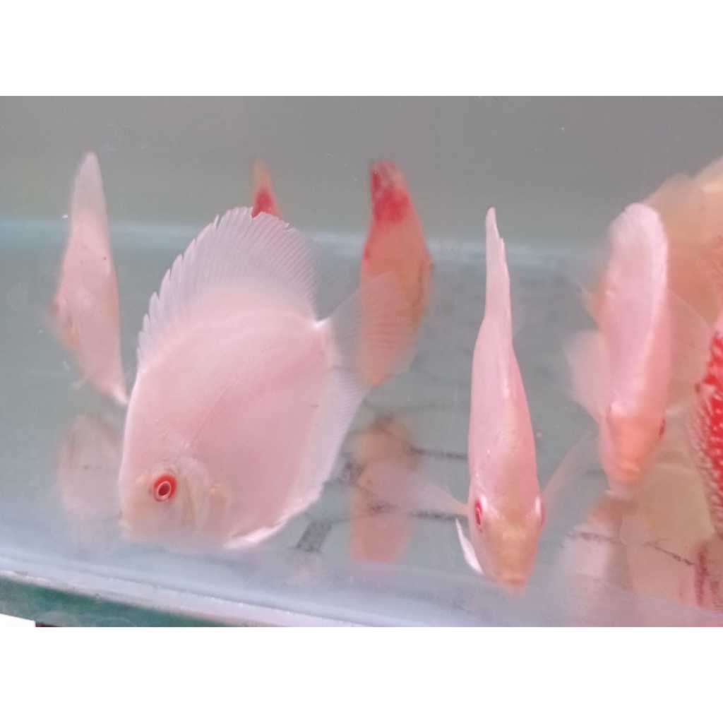 Ikan Discus Albino Platinum 2,5" inch s/d 5" inch