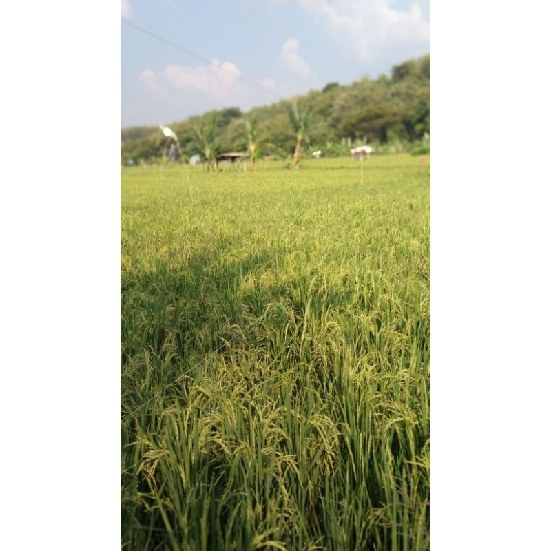 Batang serai 1 kg