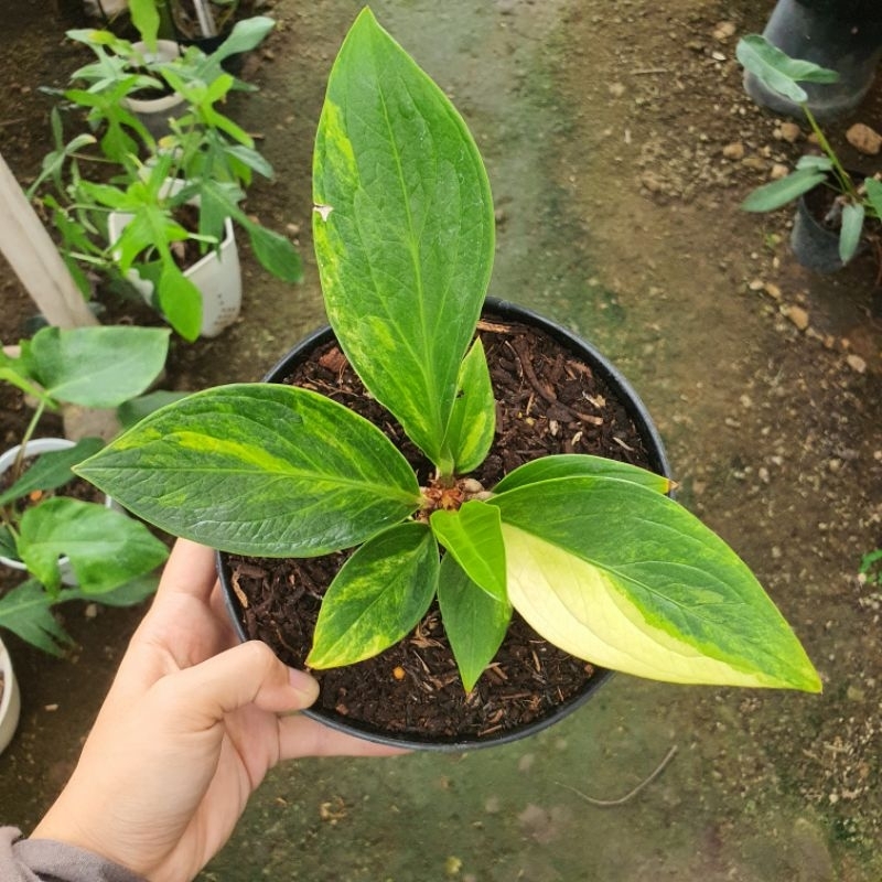 Baby Anakan Anthurium Jenmanii Mangkok Variegata Anturium Jemani MK Tornado Hybrid Varigata Hibrid S