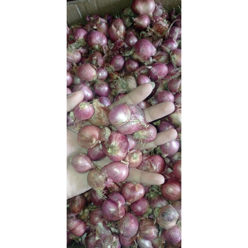 

Bawang Merah Lokal Super