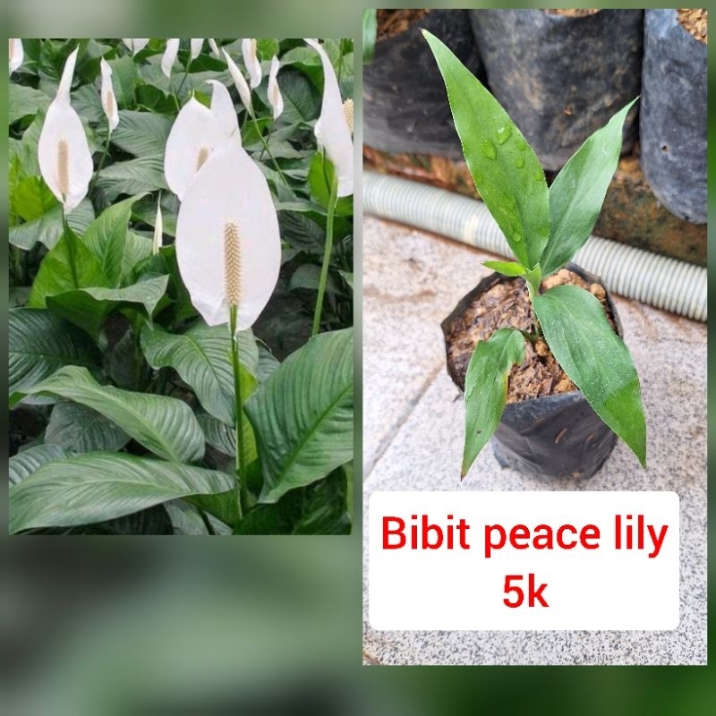 bunga peace lily
