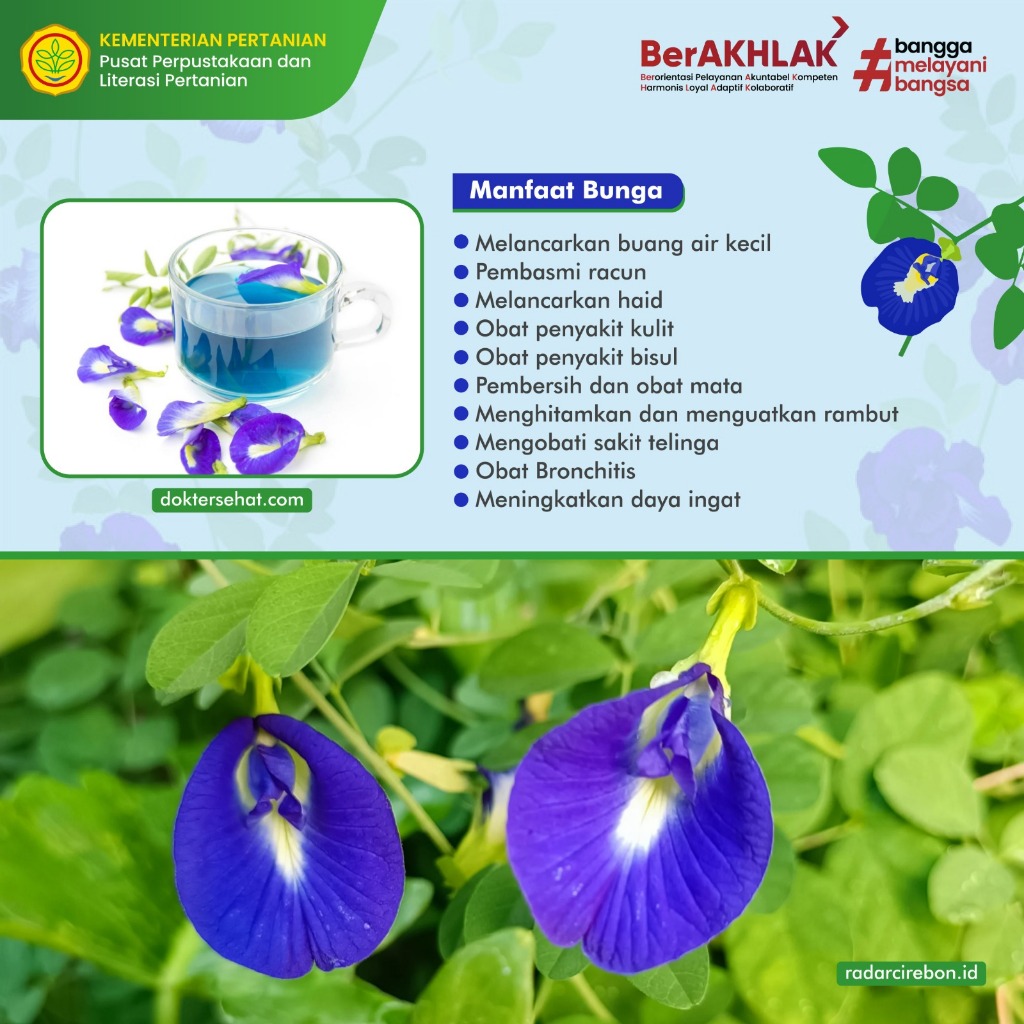 

Bunga Telang Kering Organik _ Teh Bunga Telang 100gr organik premium asli