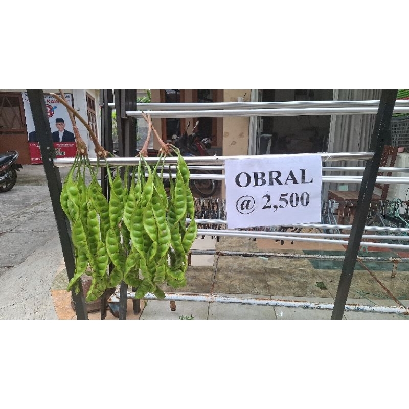 

PETAI MURAH / PETE TUA /NO ULAT / panen sendiri.@2500/keris sendiri.@2500/keris