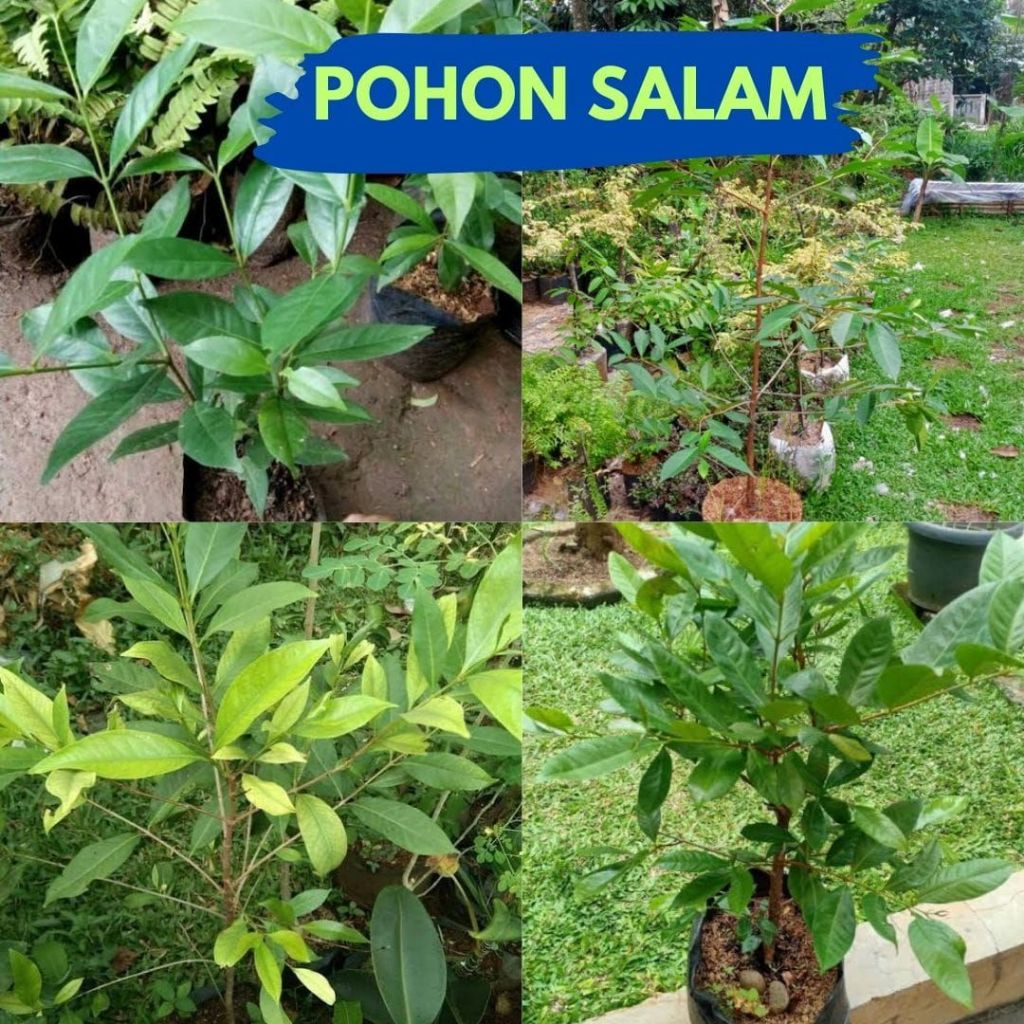 Promo..!! Pohon Salam Besar, Pohon Salam Koja