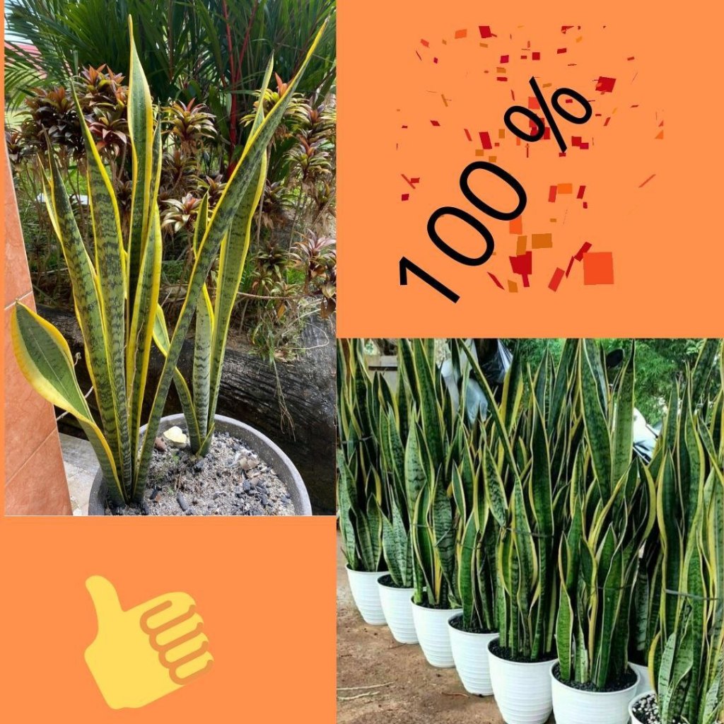 Tanaman Lidah Mertua Hidup, Tanaman Lidah Mertua Jumbo, Tanaman Lidah Mertua Jumbo Super isi 10