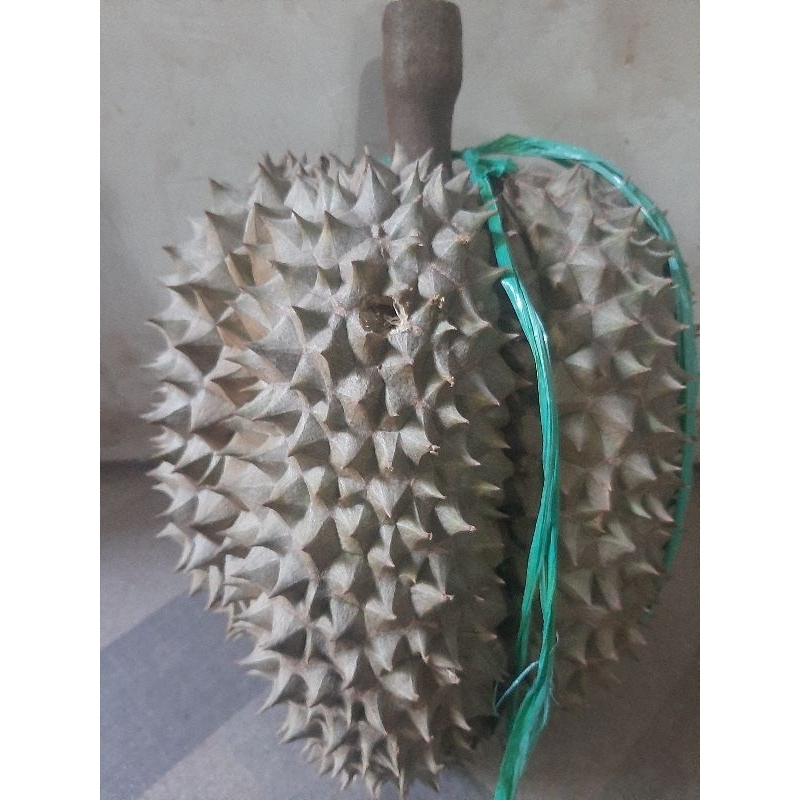 

Durian montong super berkualitas baik
