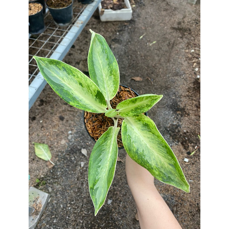Aglaonema green bowl ekonomis
