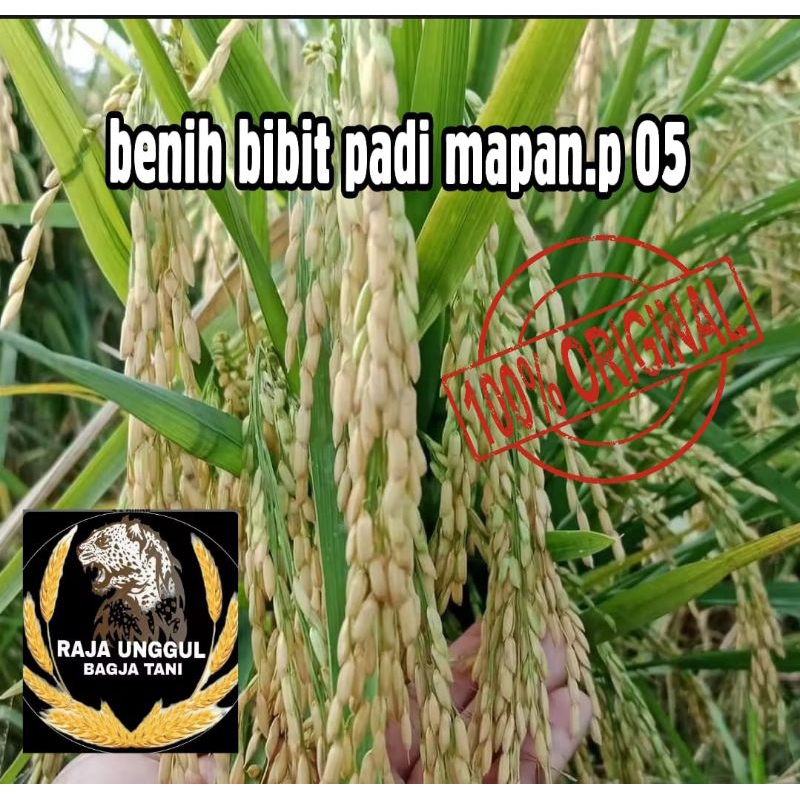 BENIH PADI MAPAN P 05 UNGGUL BERKUALITAS 1kg