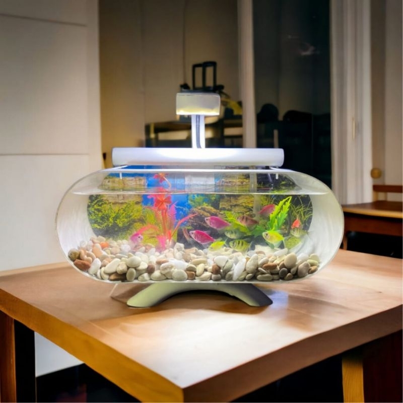 Aquarium minimalis full set aesthetic ikan cupang