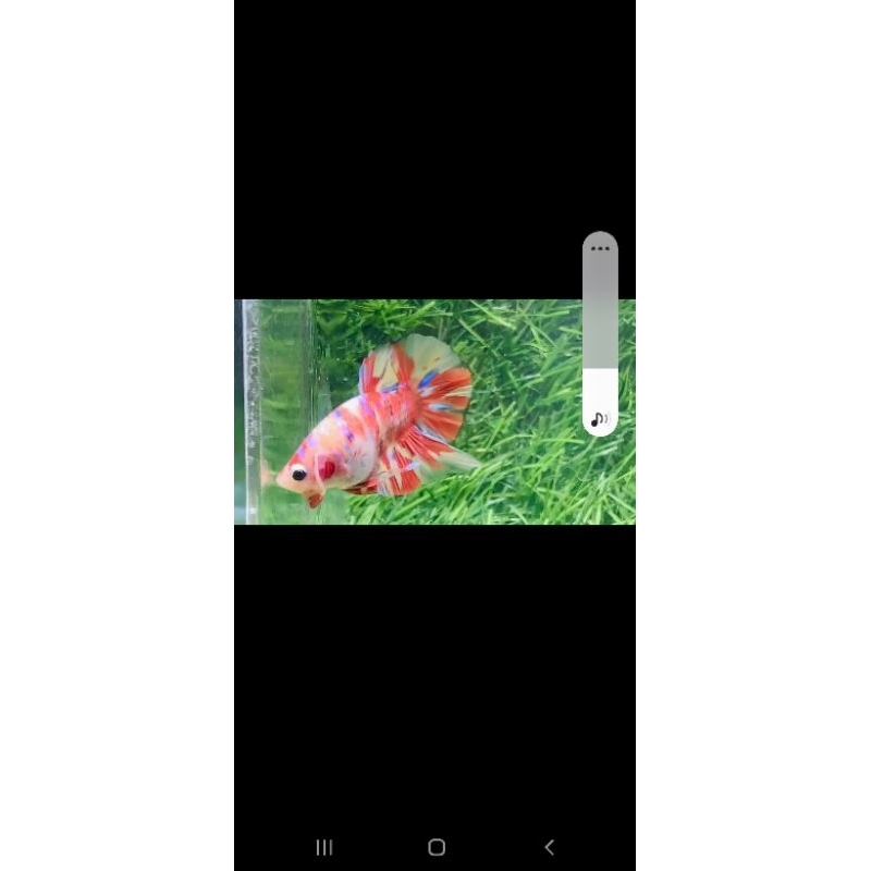 cupang multi leopard kualitas bagus