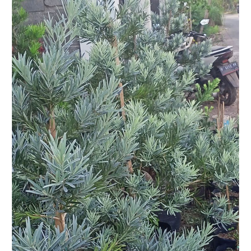 Entres Lohansung blue ice ori