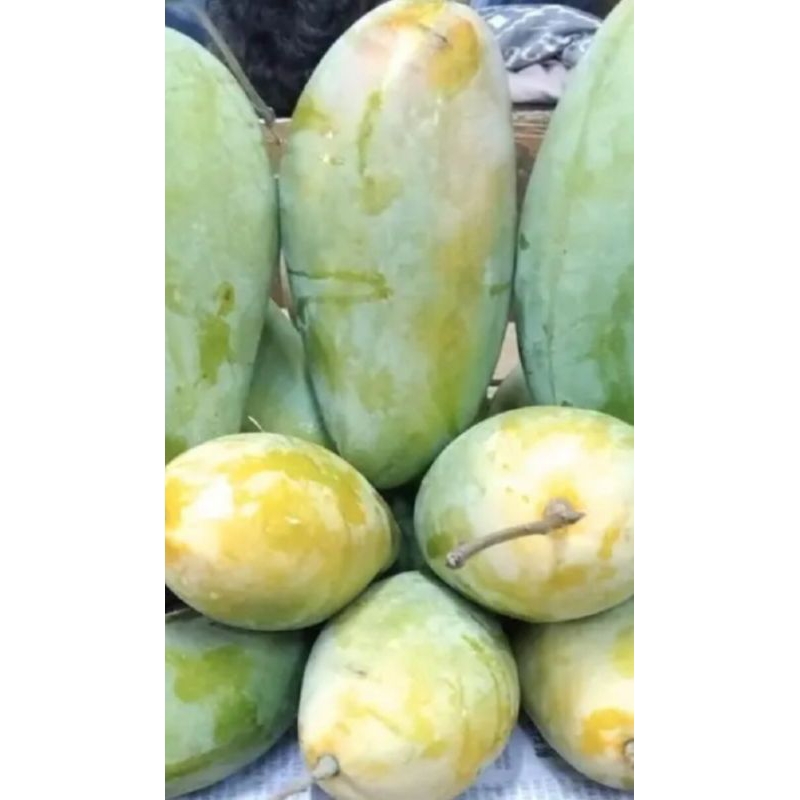 

mangga kiojay mengkel tua langsung petik 1kg