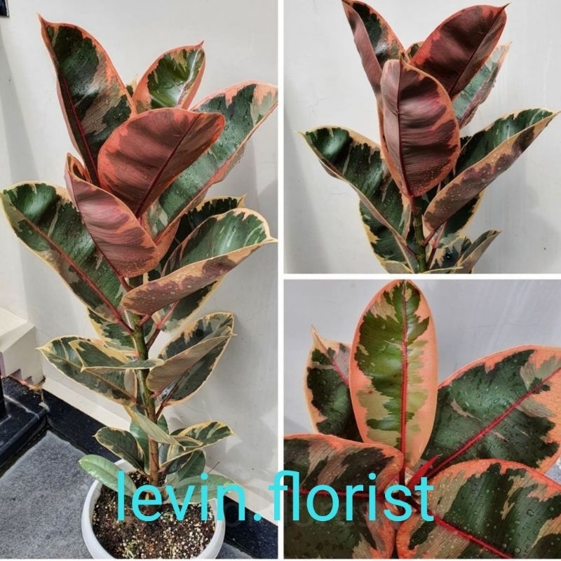 Ficus elastica red ruby / karet kebo variegata varigata merah red ruby / bibit tanaman hias bunga es