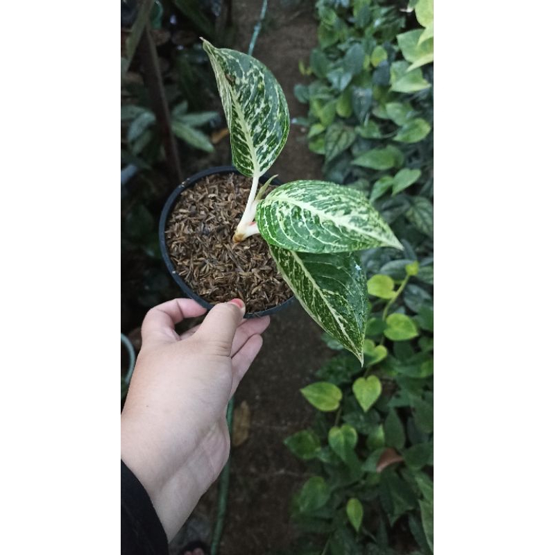 Aglaonema Aglonema Tiara Putih / WhiteTiara