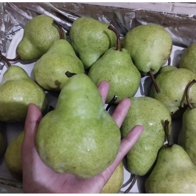 

Pir Pacham / Pir Hijau/ Pear Pacham