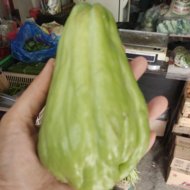 

labu hijau besar perbutir