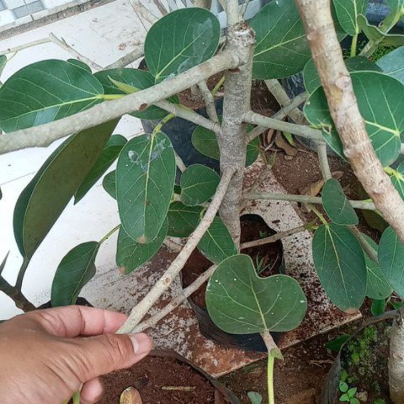 ficus bengalensis audrey sudah berakar