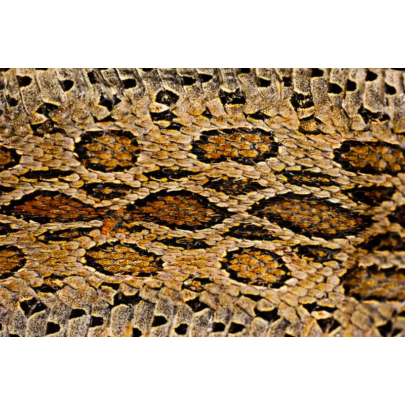 stiker camo sisik ular