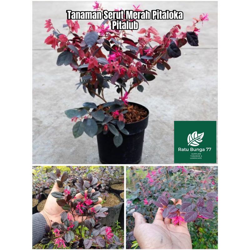 Tanaman serut merah pitaloka pitalub