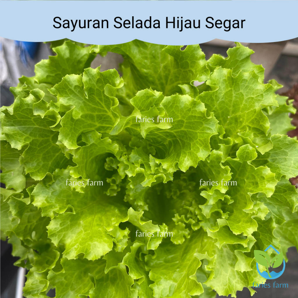 

Sayuran Selada Hijau Segar Selada Keriting Hijau Fresh