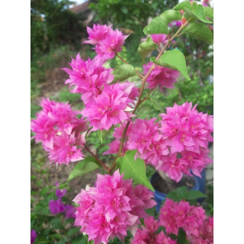 Bougenville import hawai pink