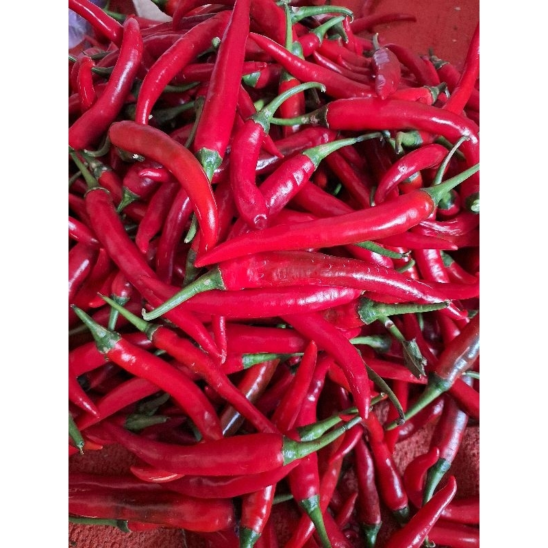 

CABE MERAH BESAR TW 1 KILO