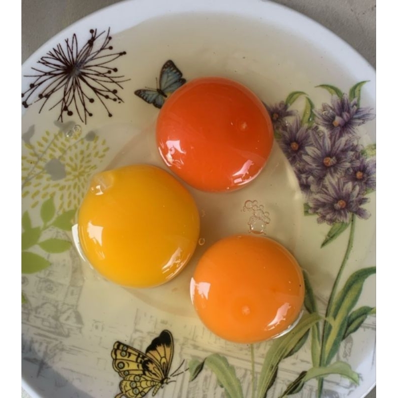 

TELOR AYAM KAMPUNG ORGANIK/KUNING
