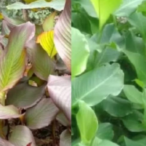 

Daun Ganyong 500 gram